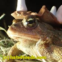 /home//u458753944/public_html/sourcegallery//Roxborough Toad Detour/2013-2019/2018/2018-04-13/P4130023.JPG